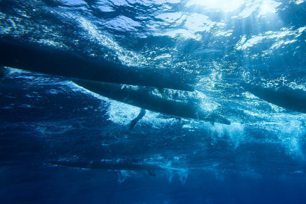 FIELD NOTES: ACROSS THE KA'IWI